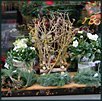 Blumige Weihnachten I