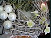 Blumige Weihnachten XIX