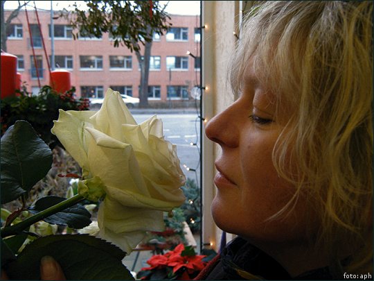 Blumige Weihnachten XXX