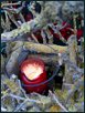 Blumige Weihnachten II