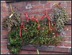 Blumige Weihnachten IV