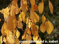 Herbstklang