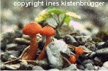 Herbstmusik