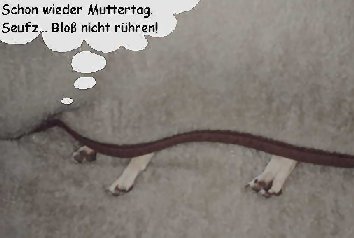 Lieber verkriechen?
