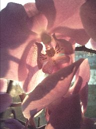Orchidee