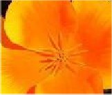 Blumen nicht nur am Muttertag sch�n