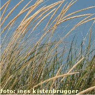 Seegras by Ines Kistenbr�gger