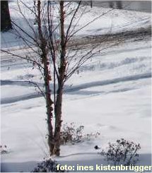 Winter Wonderland